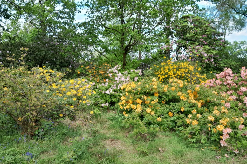 Bowood in June