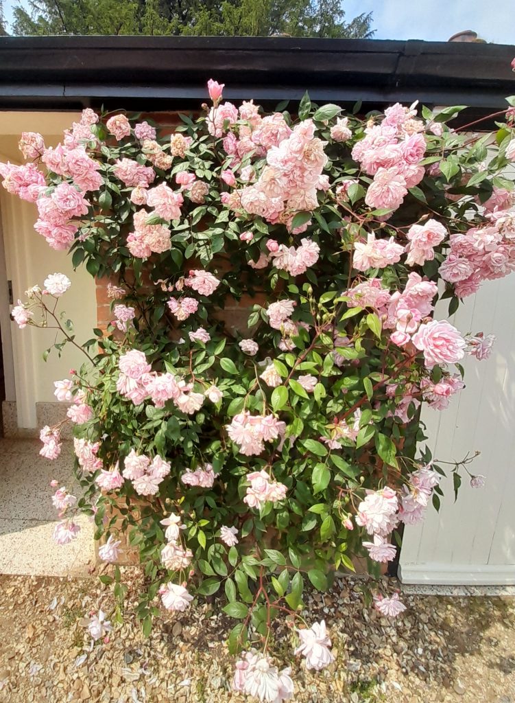 Roses at Mottisfont_1