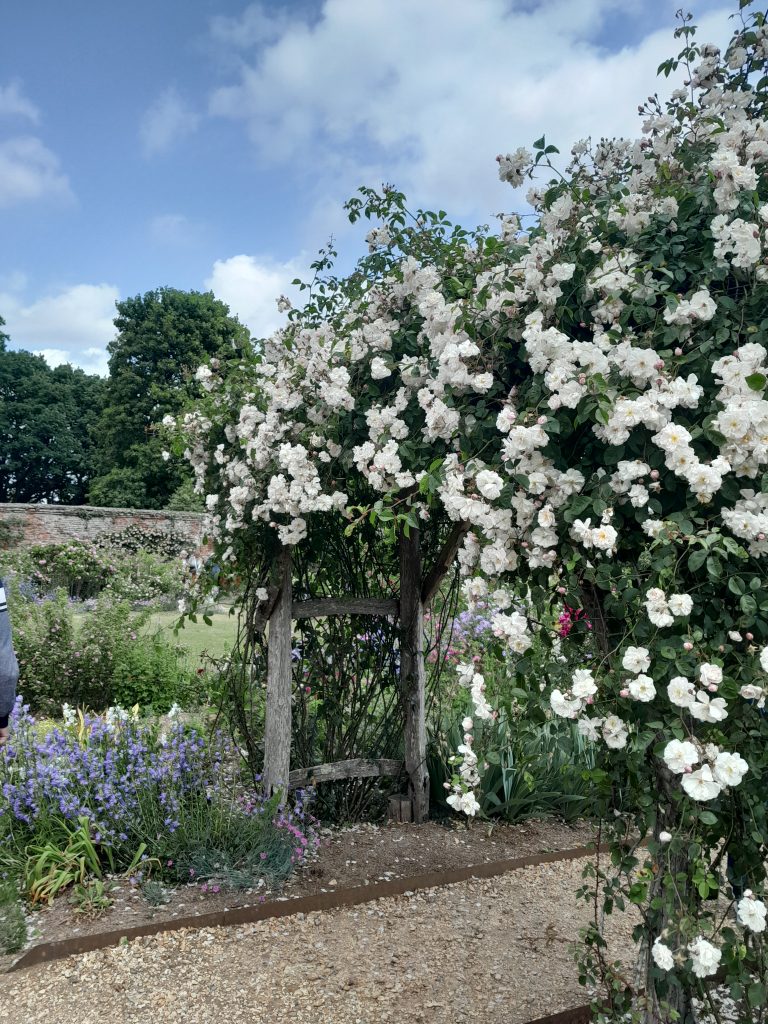 Roses at Mottisfont_2