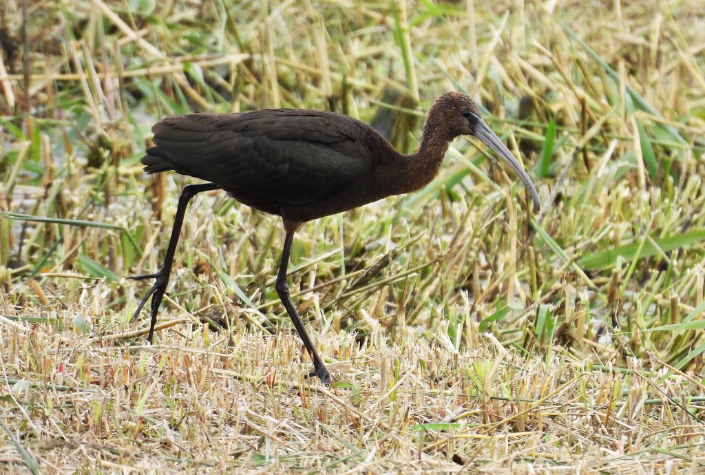 A Glossy Ibis captured by Roy Mellis