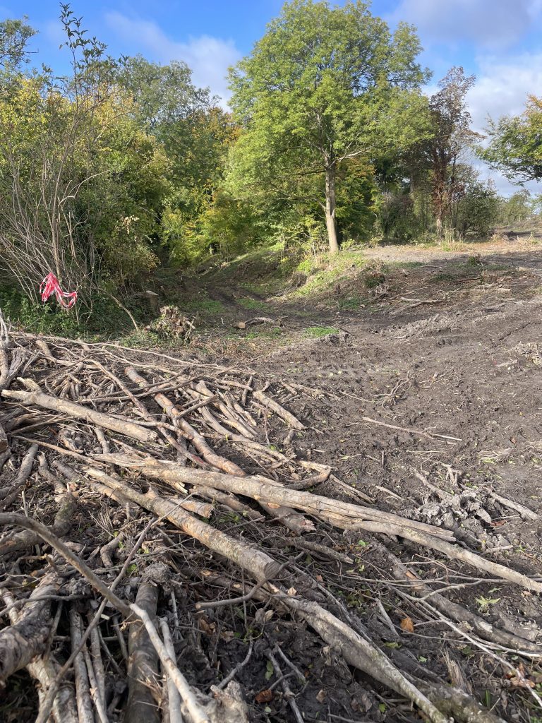 Destruction in Wesbury Wood