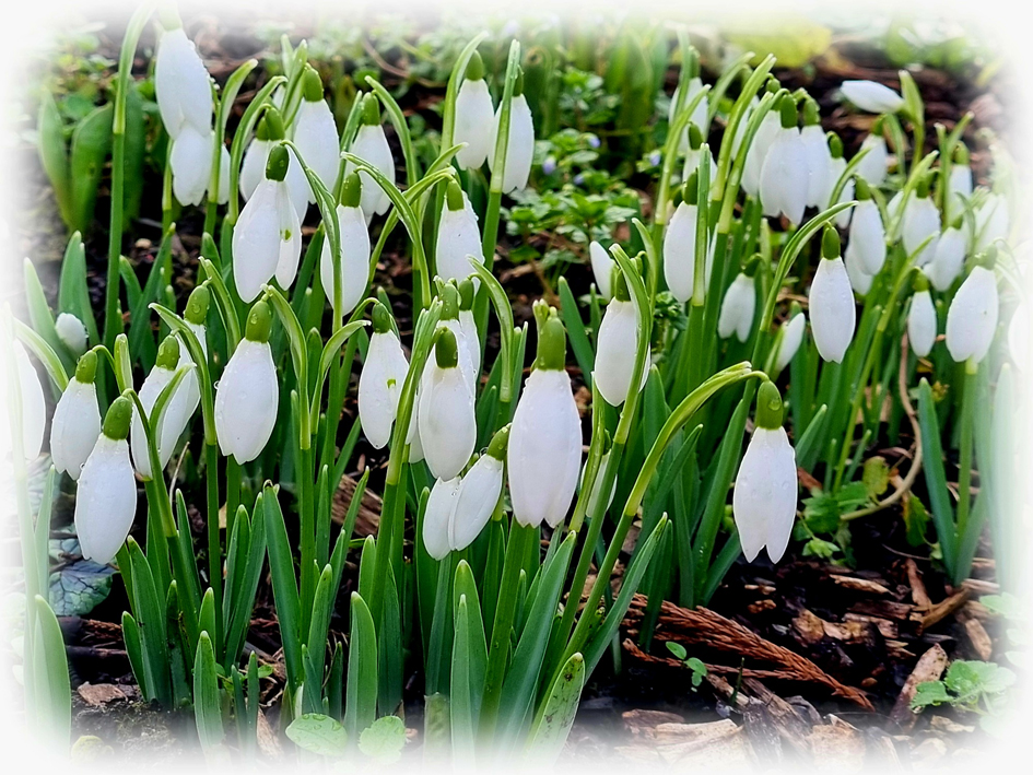Snowdrops by Marion Dewar