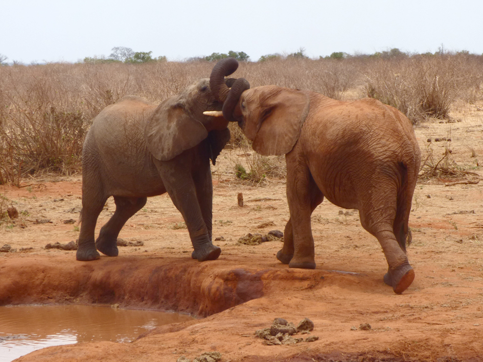 Elephant dance