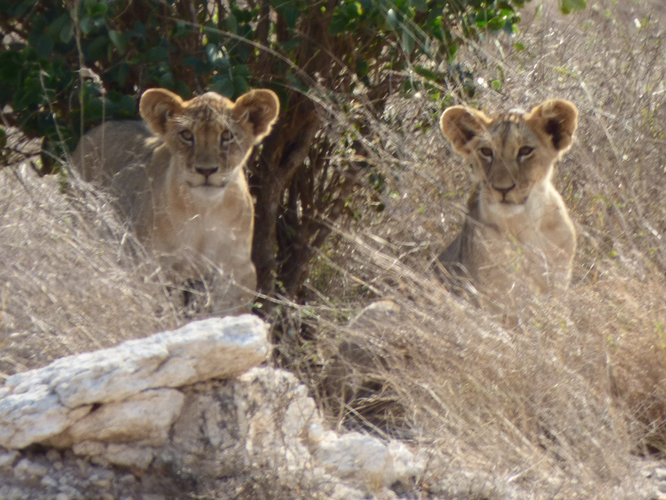 Lion cubs