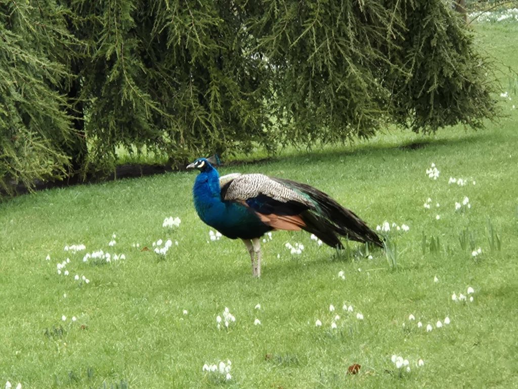 Peacock at Newark Park Gardens Feb.26