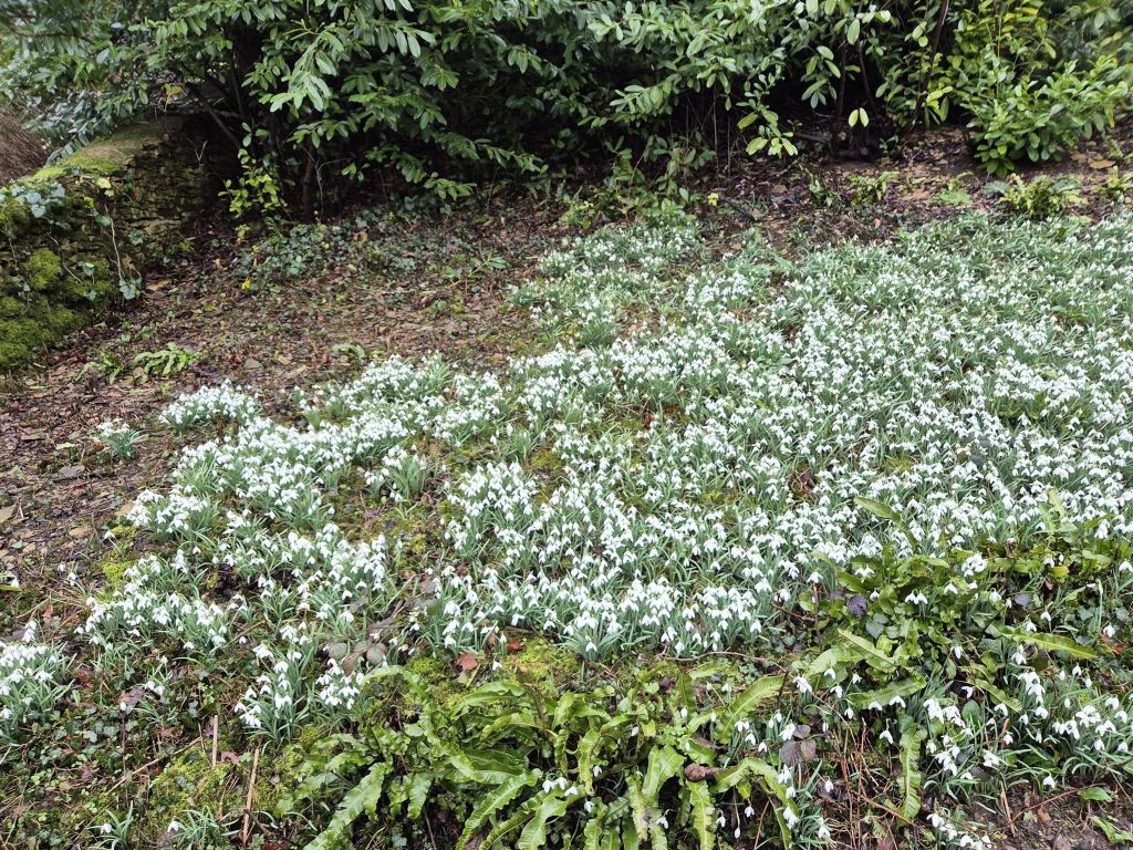 Snowdrops at Newark Park Gardens Feb 26