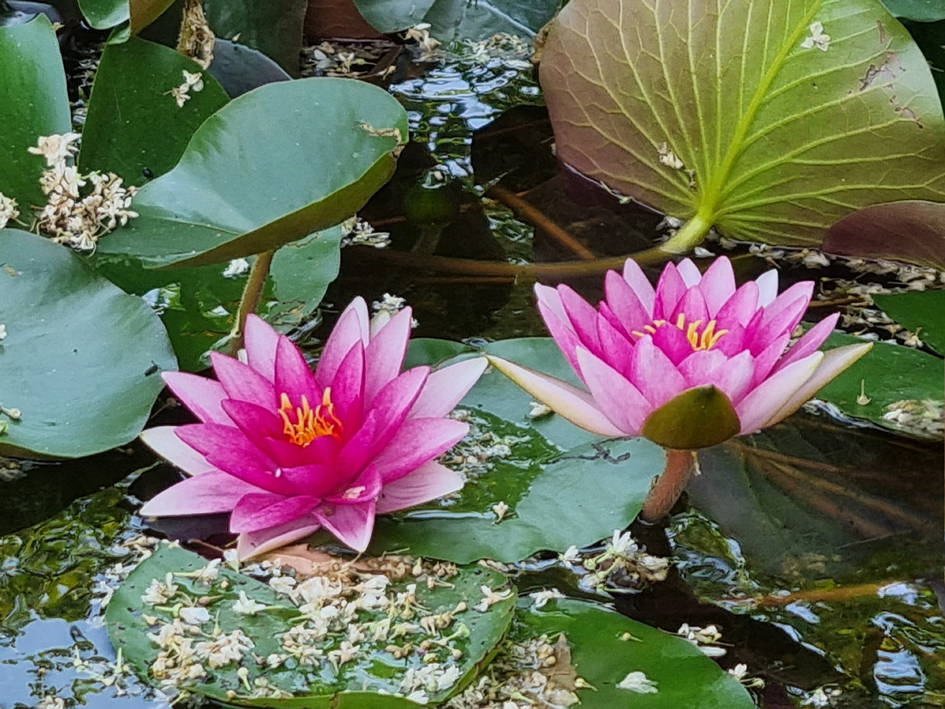 Waterlilies at The Courts by Marion Dewar